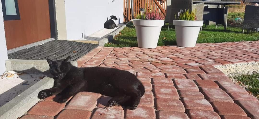 Ferienwohnung Zakatek Pod Lipka Stary Gieraltow Exterior foto